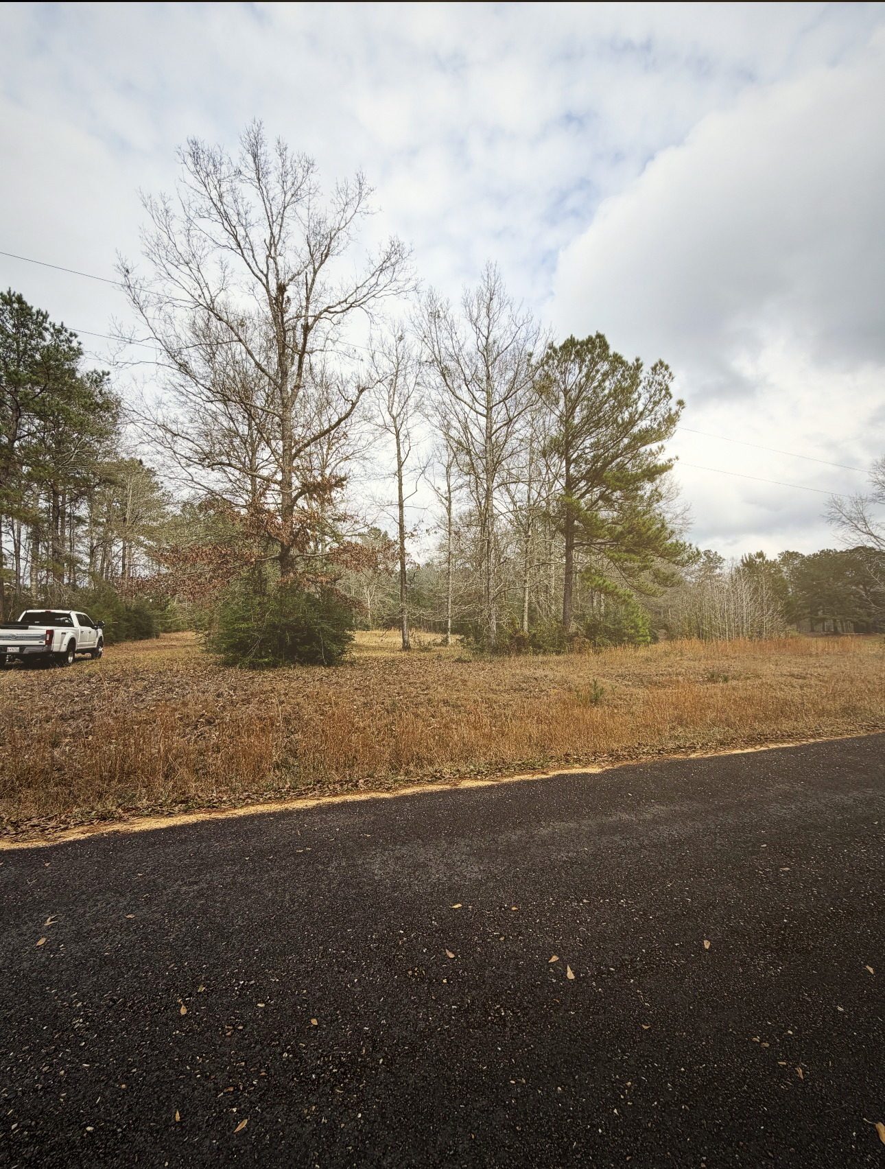 Scrubby overgrown roadside frontage